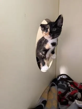A baby small-sized female Domestic Short Hair cat named Angelica for adoption in Pequot Lakes, MN