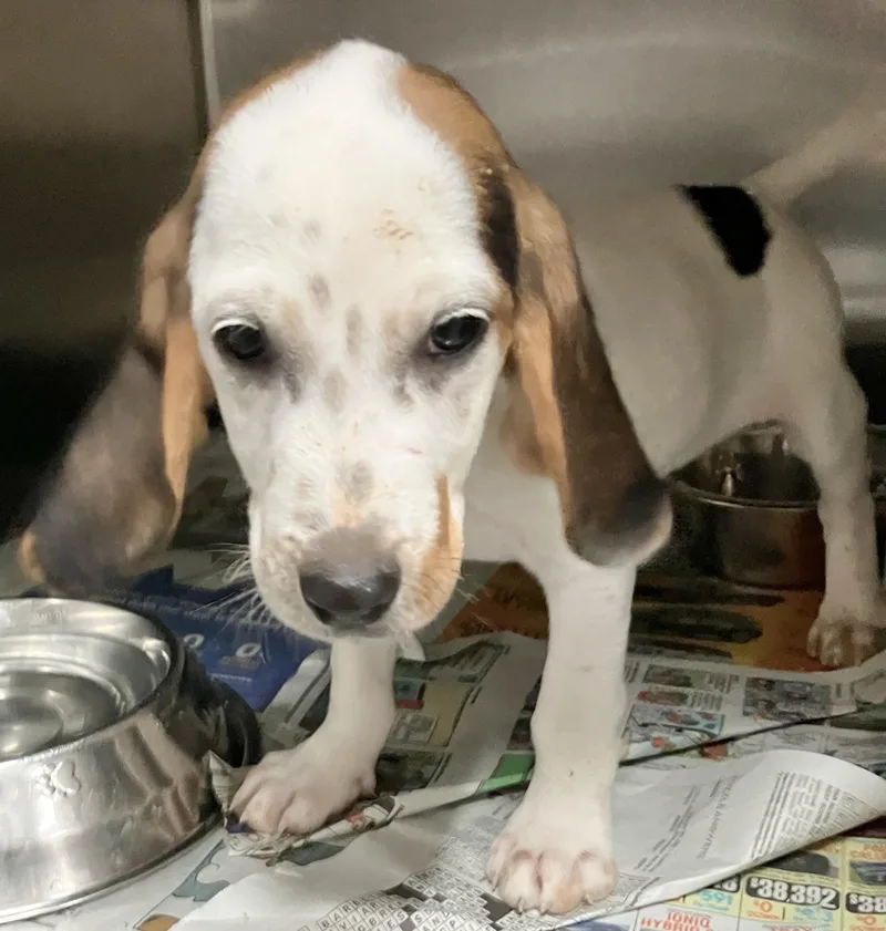 A baby medium-sized male White / Cream Beagle dog named Garth for adoption in Parma, OH