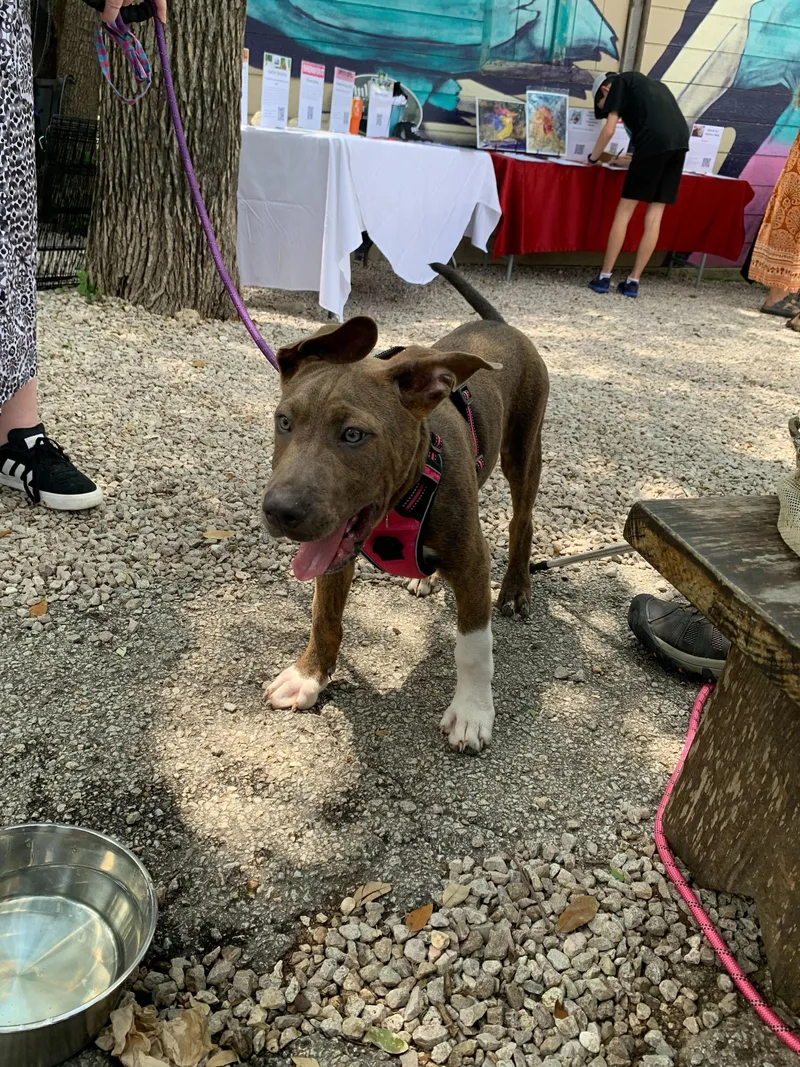 A baby medium-sized male Brindle Boxer dog named Oliver for adoption in Pflugerville, TX