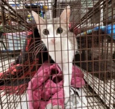 A young medium-sized male Domestic Short Hair cat named One for adoption in Van Nuys, CA