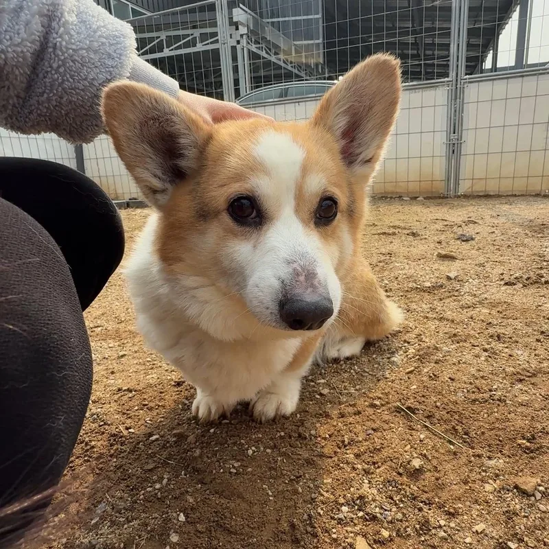 An adult small-sized male Pembroke Welsh Corgi dog named Wally for adoption in Duluth, GA