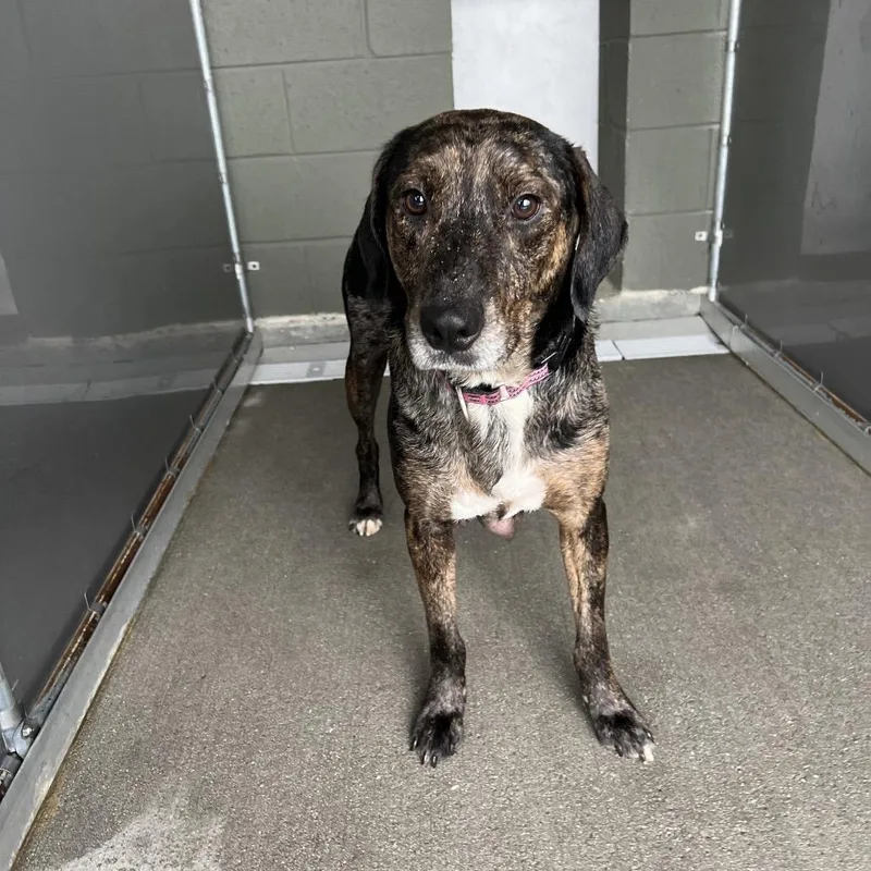 An adult medium-sized female Brindle Catahoula Leopard Dog dog named Smurfette for adoption in Wilmington, DE