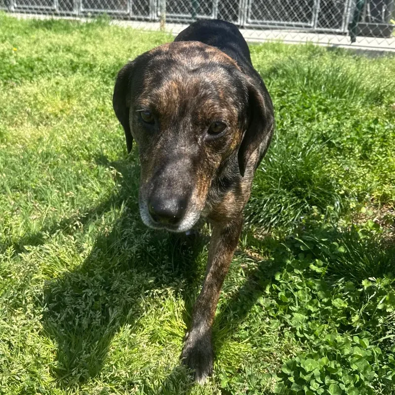 Smurfette thumbnail 4