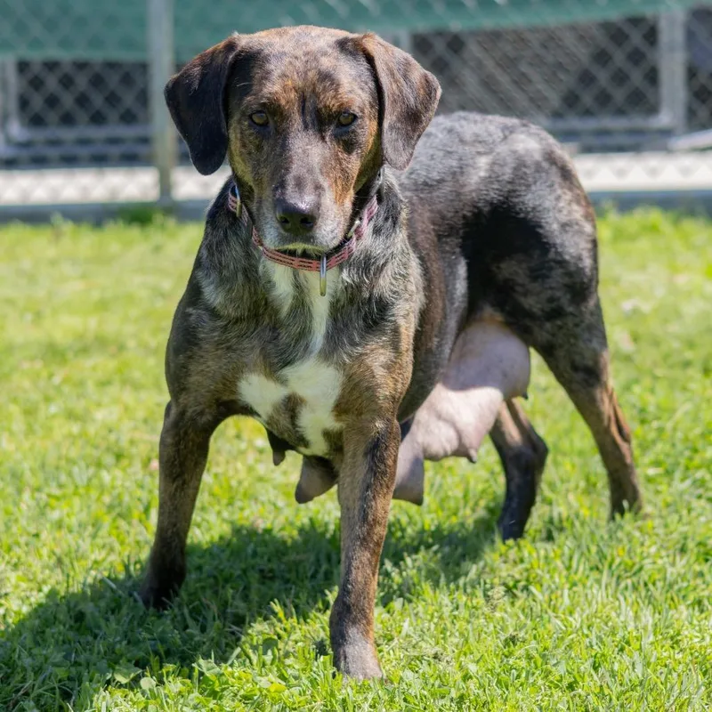 Smurfette thumbnail 5