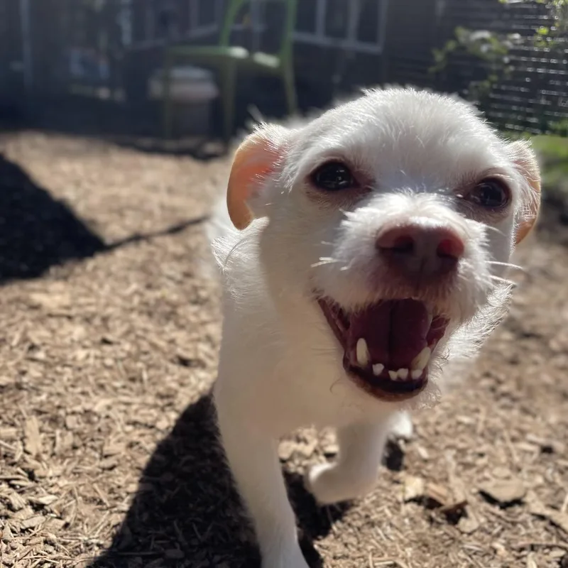 An adult small-sized male White / Cream Terrier dog named Hamilton for adoption in Graham, WA