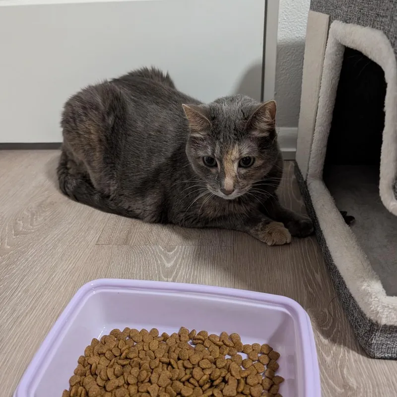 A young small-sized female Gray / Blue / Silver Domestic Short Hair cat named Found Sw Rochester for adoption in Rochester, MN