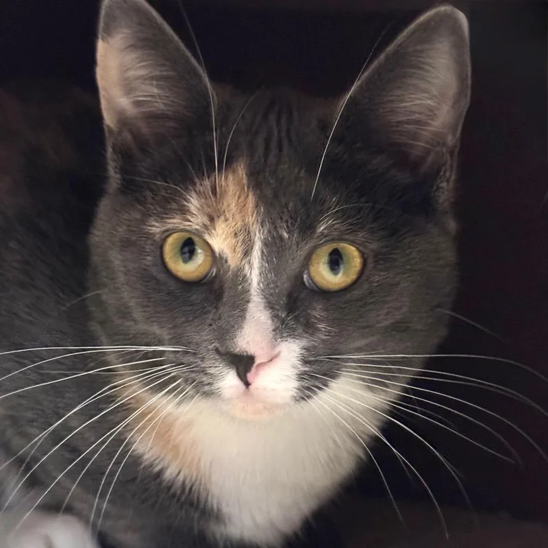 An adult medium-sized female Tortoiseshell Domestic Short Hair cat named Mona for adoption in Decatur, GA