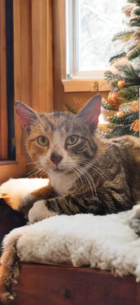 An adult medium-sized female Domestic Short Hair cat named Clairice for adoption in Jim Thorpe, PA