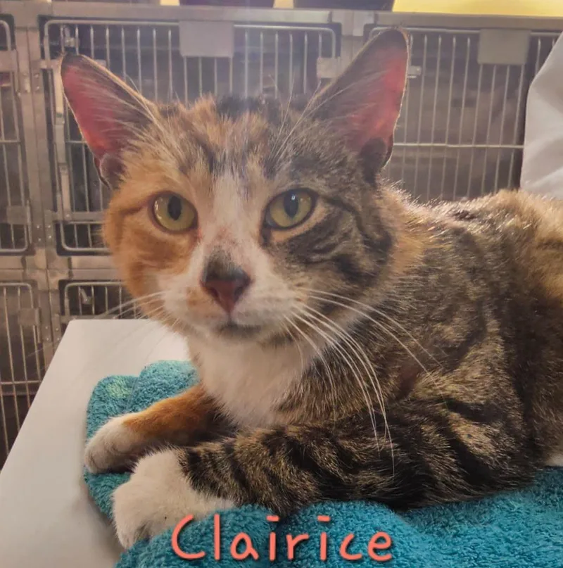 Clairice thumbnail 2