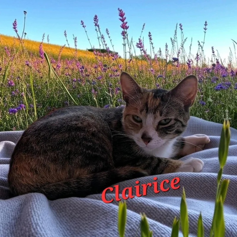 Clairice thumbnail 3