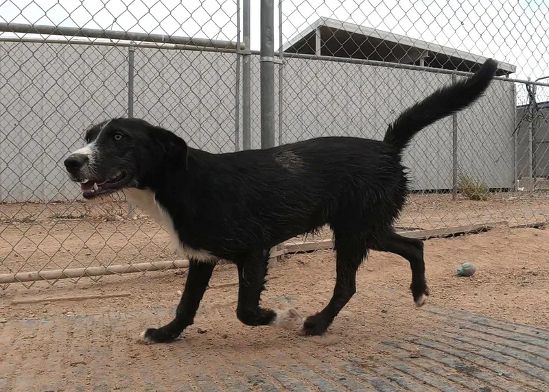 An adult medium-sized male Border Collie dog named Gaspachio for adoption in Queen Creek, AZ