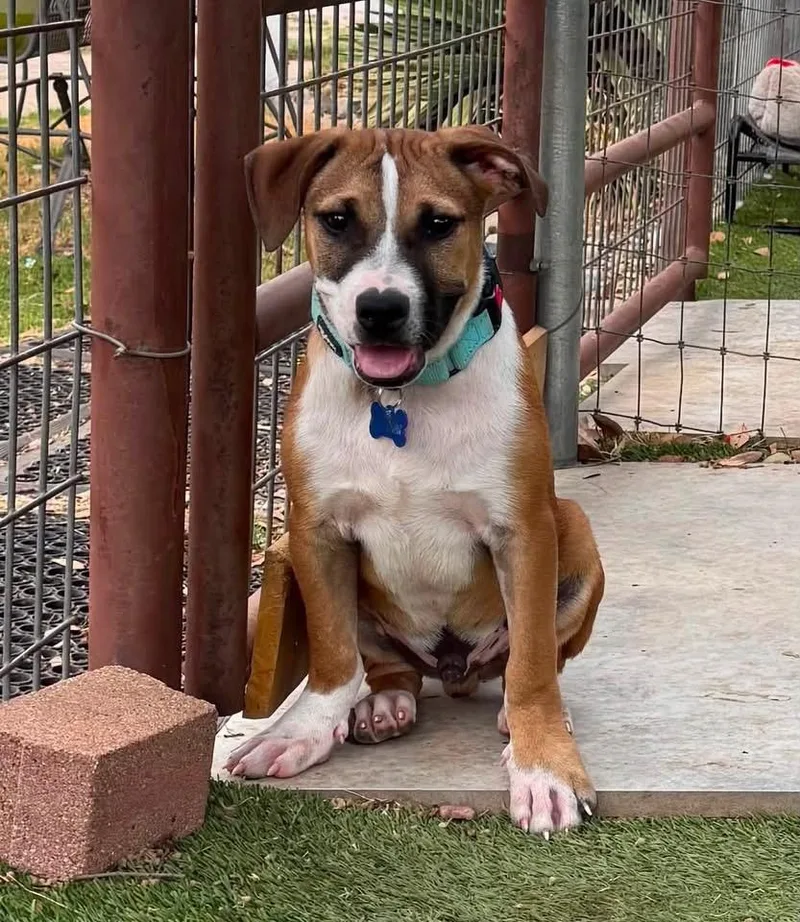 Rigby