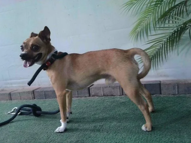 An adult small-sized male Chihuahua dog named Toreto for adoption in Baldwin Park, CA