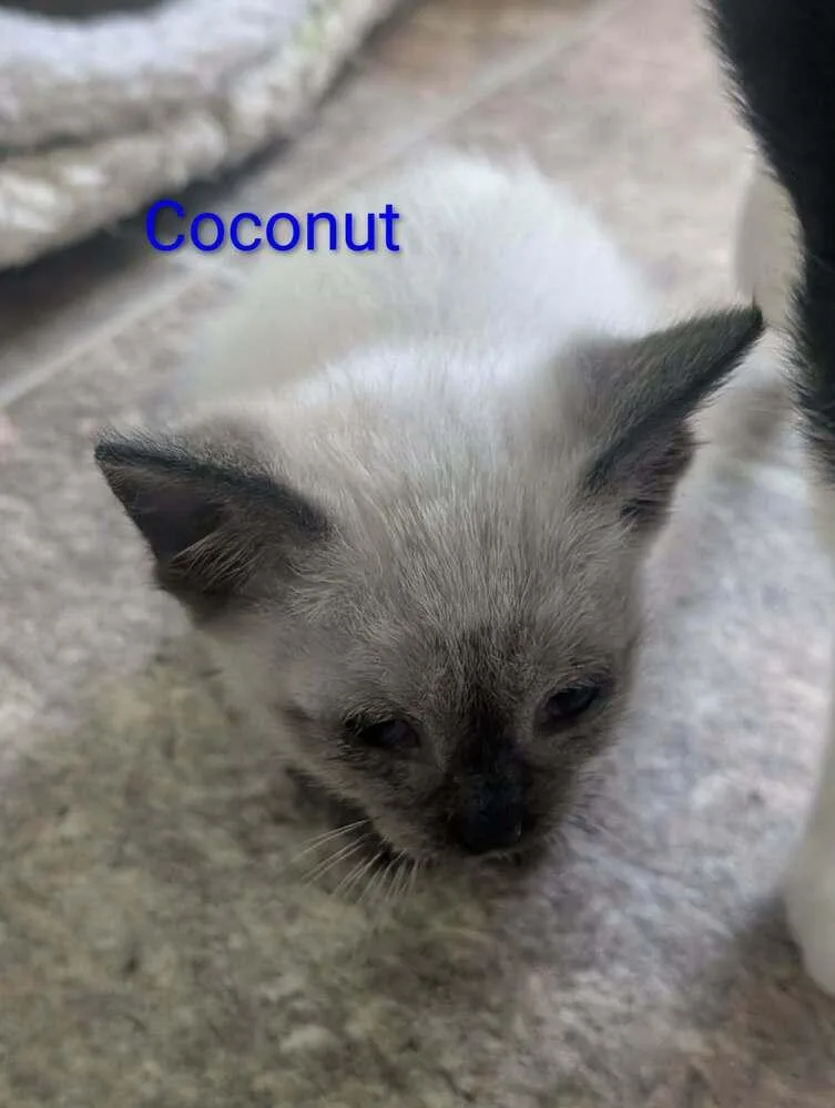 Coconut