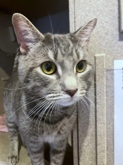 An adult medium-sized male Domestic Short Hair cat named Karl for adoption in Washington, DC
