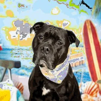 An adult large-sized male Black American Bulldog dog named Bubba D for adoption in Princeton, MN