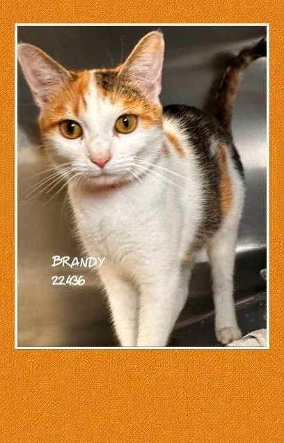 Brandy
