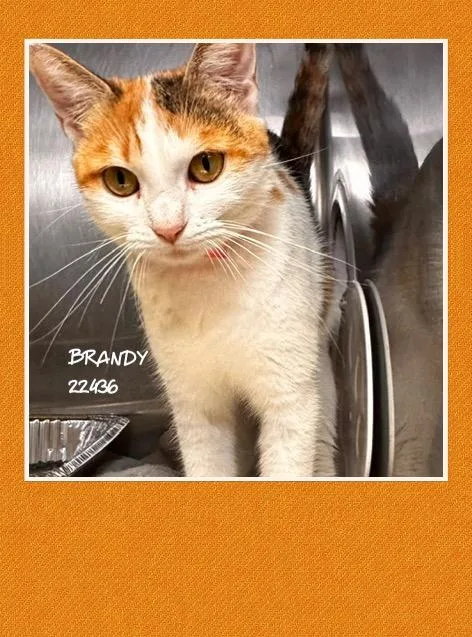 Brandy thumbnail 2