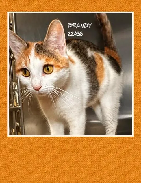 Brandy thumbnail 3