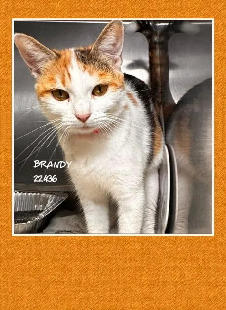 Brandy thumbnail 4