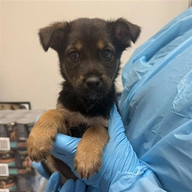 A baby small-sized female Brown / Chocolate Shepherd dog named Nebula for adoption in San Antonio, TX