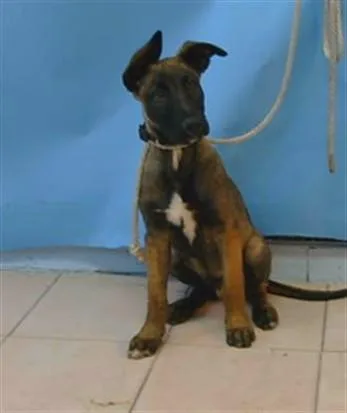 A baby medium-sized male Belgian Shepherd / Malinois dog named Thunder for adoption in Gardena, CA