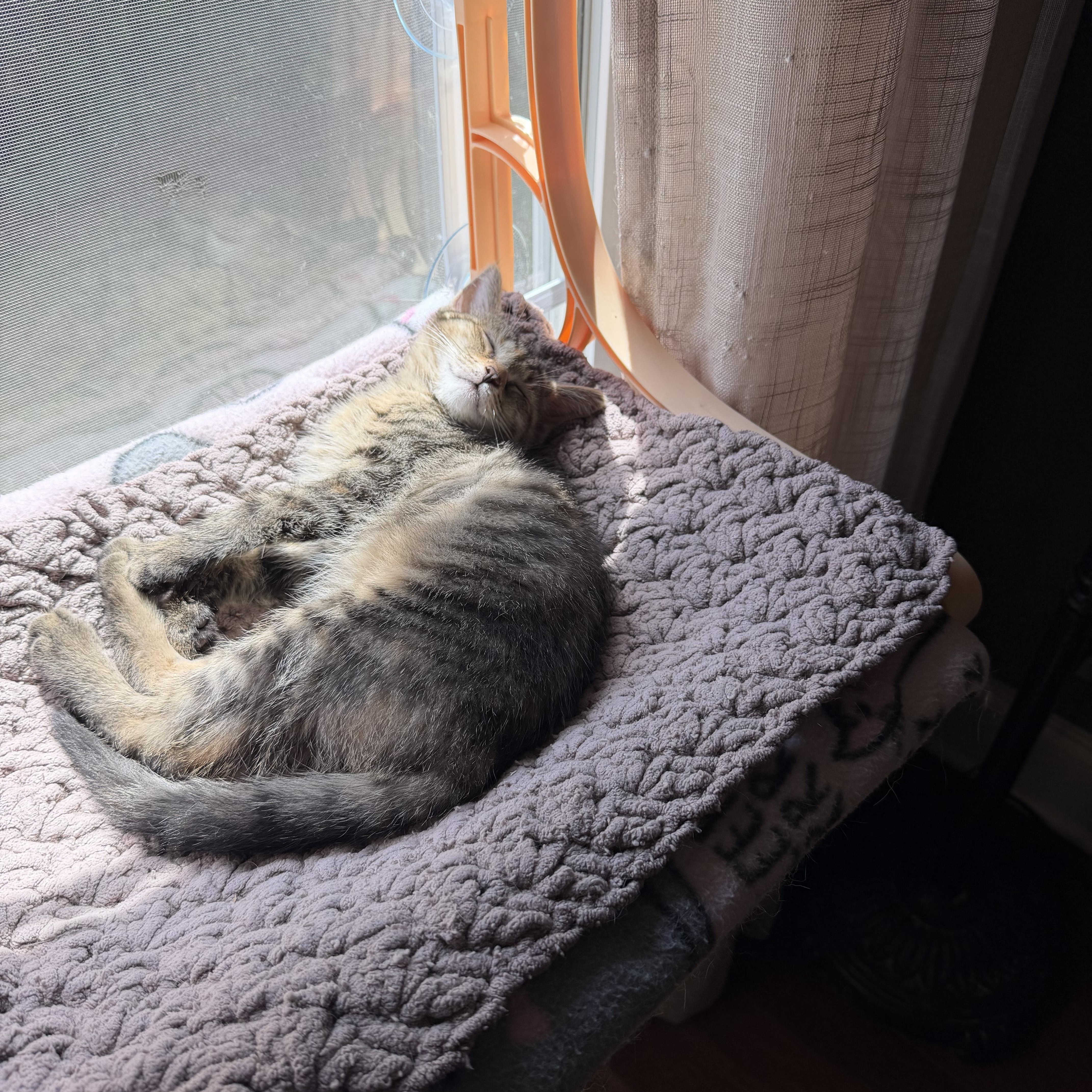 A baby small-sized female Tabby (Orange / Red) Domestic Short Hair cat named Maisie for adoption in Murfreesboro, TN