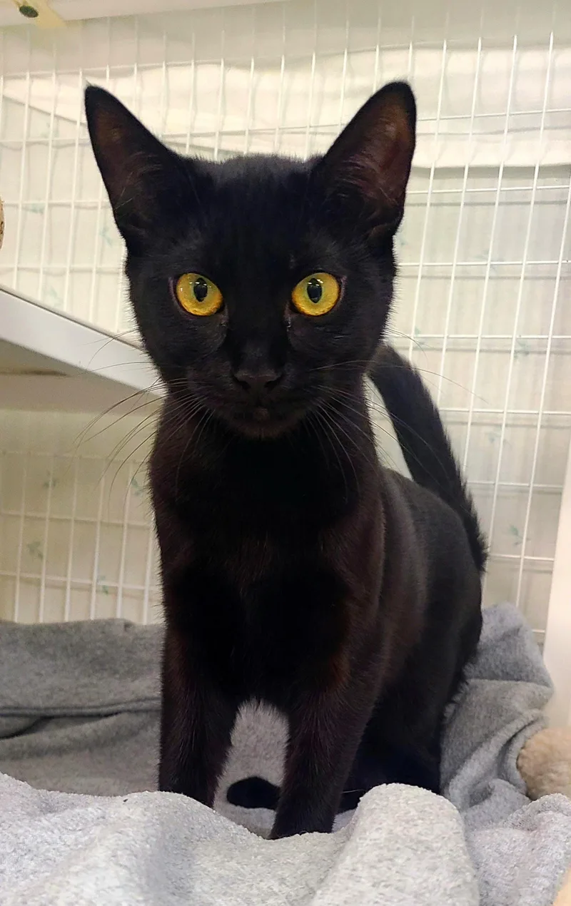 A baby medium-sized male Black Domestic Short Hair cat named Joey for adoption in Kirkland, WA