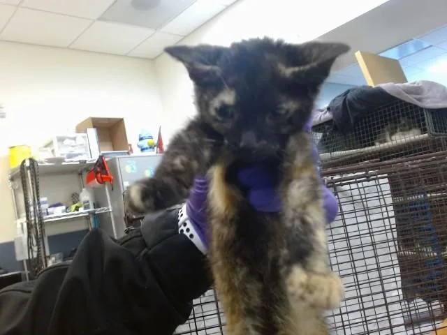A baby small-sized female Domestic Short Hair cat named Jelly for adoption in Miami, FL