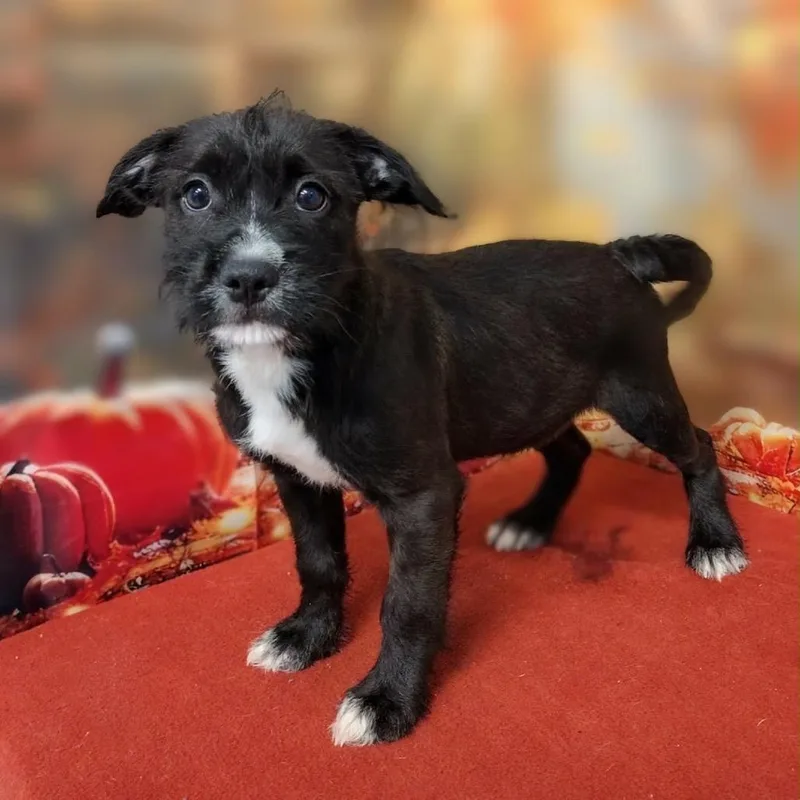 A baby medium-sized female Poodle dog named Emmalee for adoption in Griswold, CT