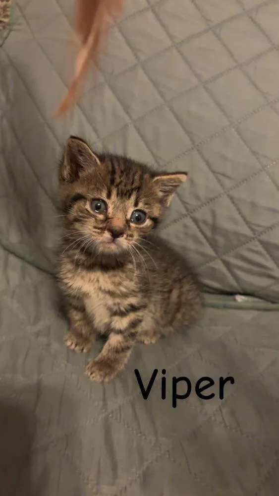 A baby small-sized male Brown / Chocolate Domestic Short Hair cat named Viper for adoption in New Cumberland, WV