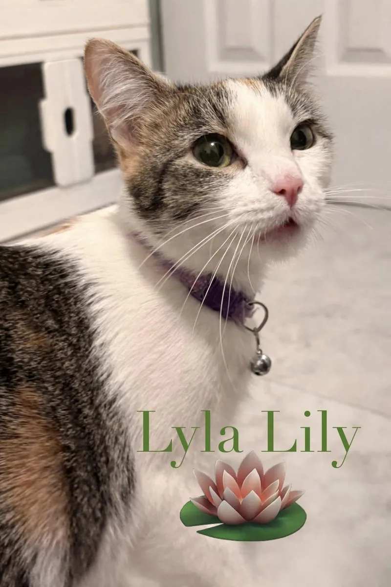 An adult medium-sized female Domestic Short Hair cat named Lyla Lily for adoption in Lake Saint Louis, MO