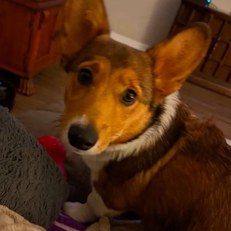 Benny thumbnail 2