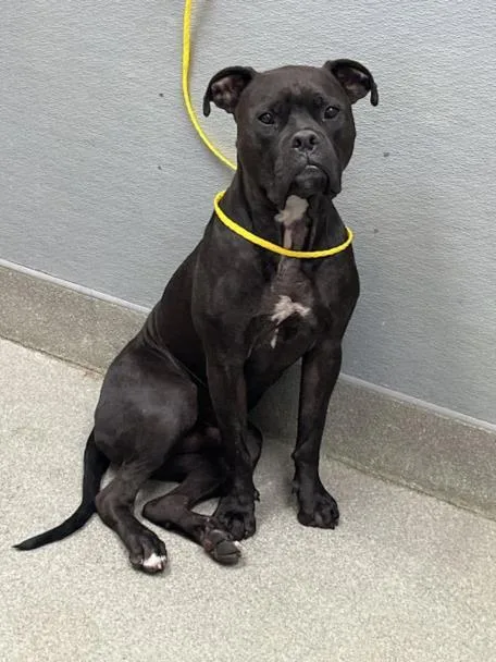 A young large-sized male Pit Bull Terrier dog named Mason for adoption in Las Vegas, NV