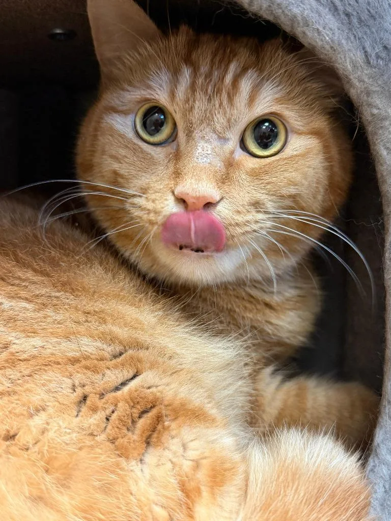 An adult medium-sized male Domestic Short Hair cat named Samual for adoption in Midland, TX