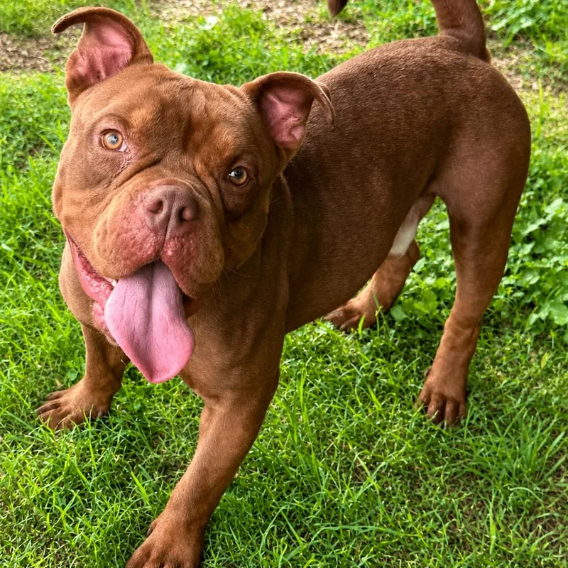 An adult medium-sized male Brown / Chocolate English Bulldog dog named Meatball D for adoption in Corsicana, TX