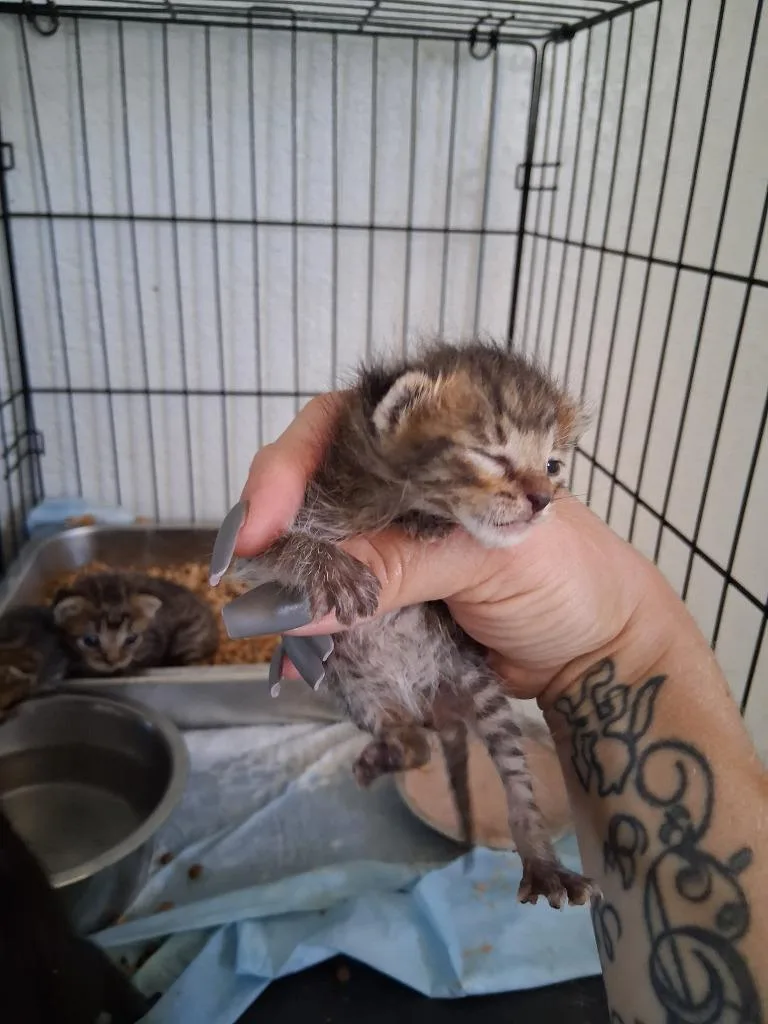 Peanut