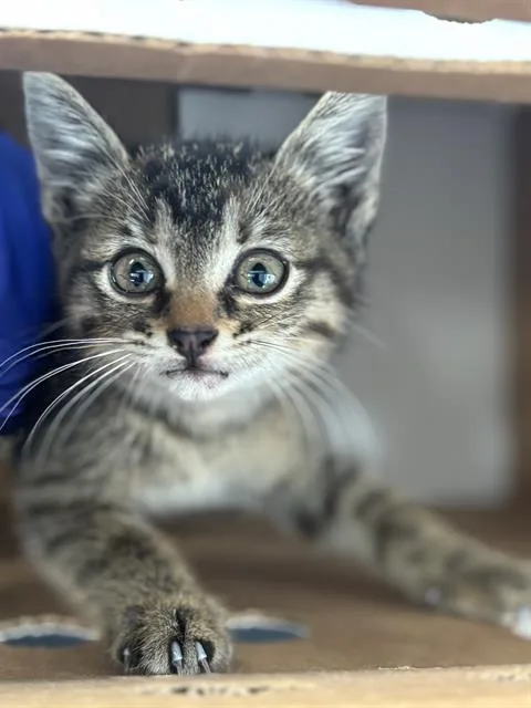 A baby medium-sized female Domestic Short Hair cat named Shayla for adoption in Dallas, TX