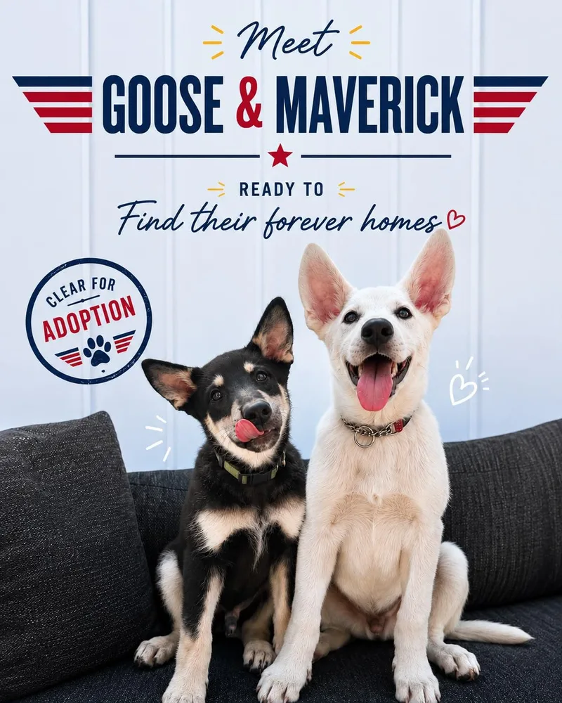 Goose thumbnail 3