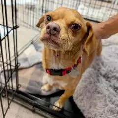 A young small-sized male Yellow / Tan / Blond / Fawn Chihuahua dog named Copper for adoption in Green Valley, AZ