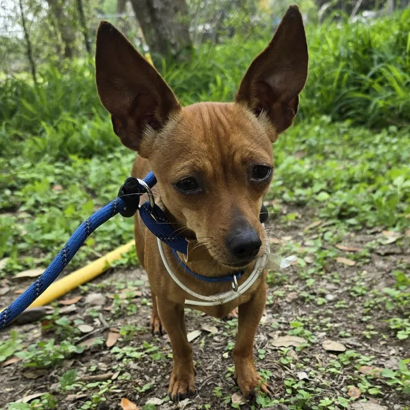 An adult small-sized female Brown / Chocolate Chihuahua dog named Chloe for adoption in West Islip, NY