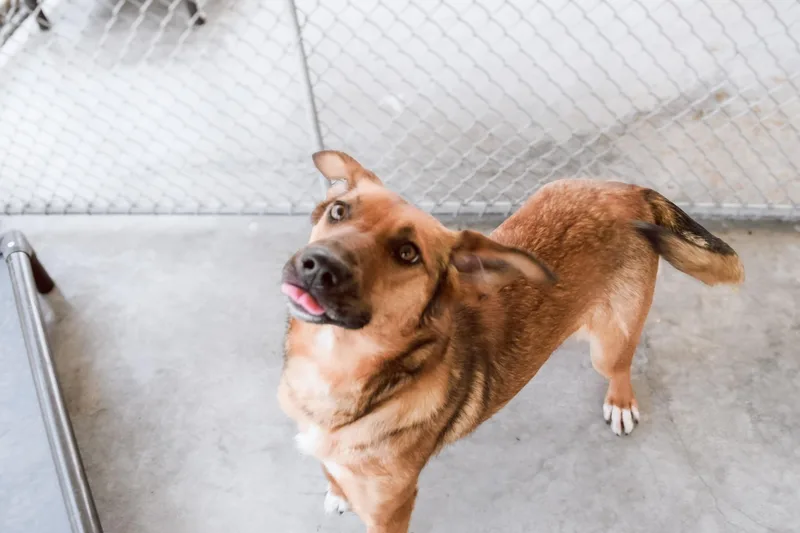 An adult medium-sized female Brown / Chocolate Mixed Breed dog named Angel for adoption in Norwich, NY