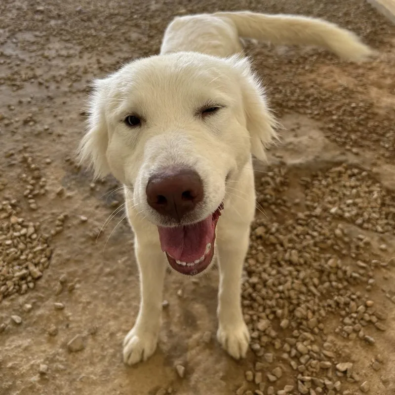 An adult medium-sized female White / Cream Siberian Husky dog named Ocean for adoption in LOXAHATCHEE, FL