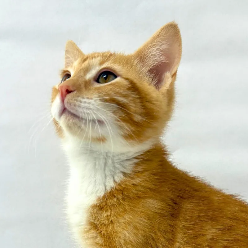 A baby medium-sized male Orange & White Domestic Short Hair cat named Tom for adoption in Pasco, WA