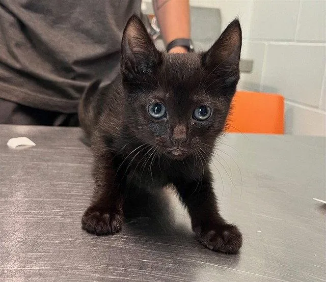 A baby small-sized female Black & White / Tuxedo Domestic Short Hair cat named Sunpass for adoption in Tavares, FL