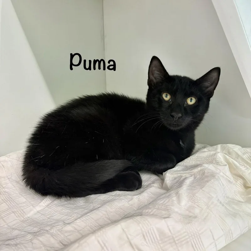 A young medium-sized male Black Domestic Short Hair cat named Puma for adoption in Spring Lake, NJ