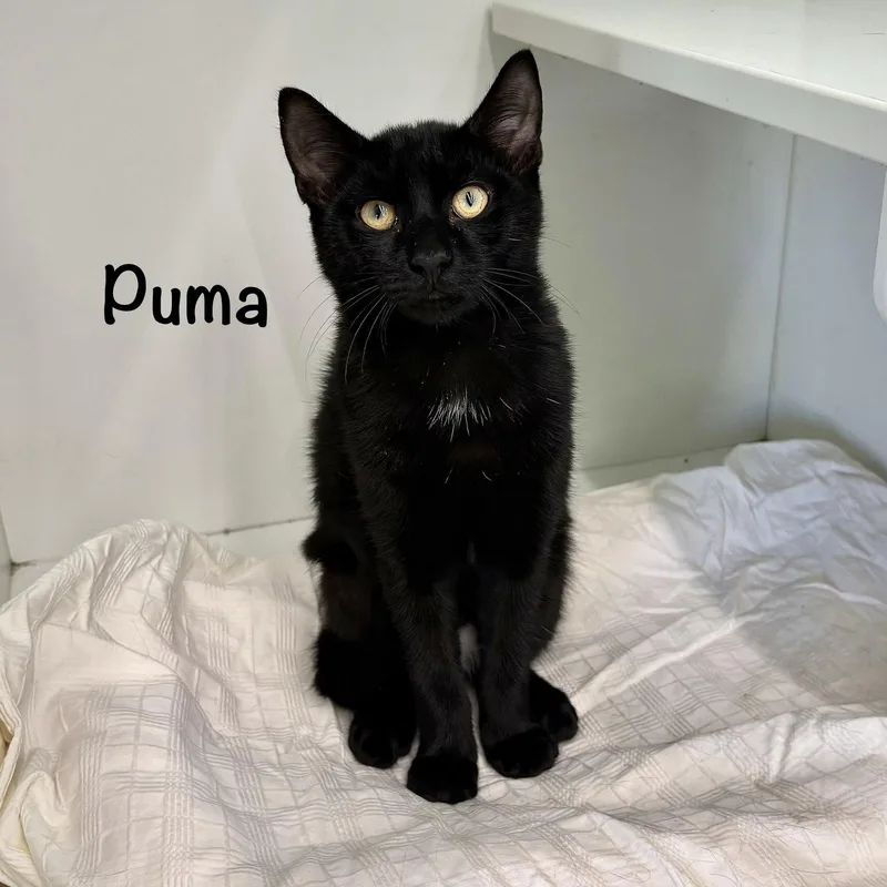 Puma thumbnail 3
