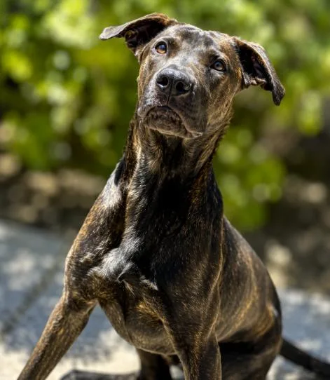 A young medium-sized male Brindle Mastiff dog named Toothless for adoption in Naperville, IL