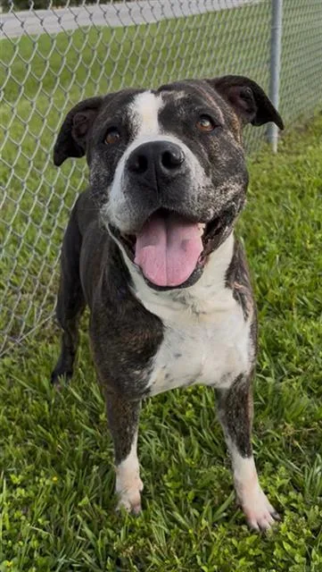 A young medium-sized female Staffordshire Bull Terrier dog named Moxie for adoption in Rosenberg, TX
