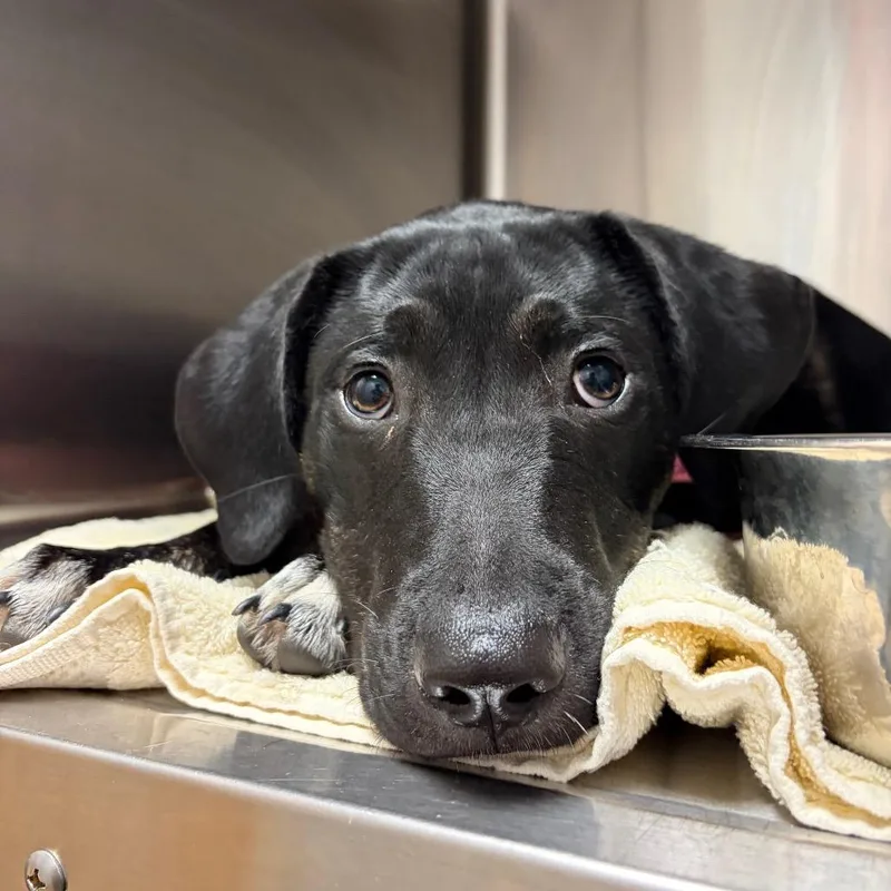 A baby small-sized female Black Mixed Breed dog named Sweetie for adoption in Chattanooga, TN